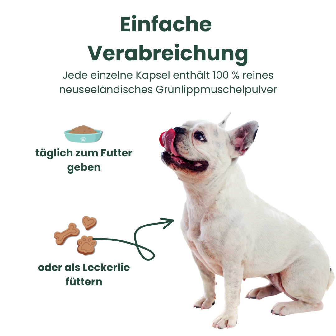 gruenlippmuschel-kapseln-hunde-verabreichung Grünlippmuschel Kapseln für Hunde 300 Stück