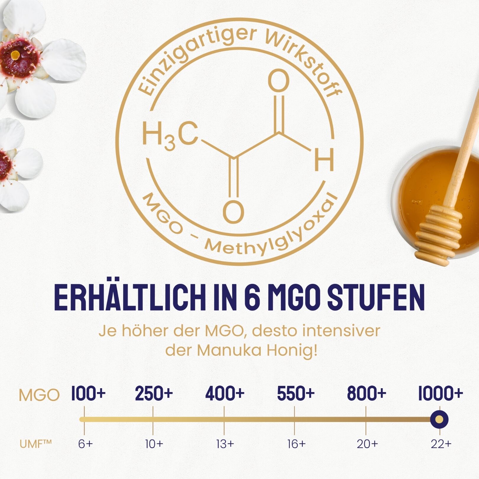 Infografik mit chemischer Formel Methylglyoxal (MGO) und Skala der MGO-Stufen von 100+ bis 1000+, Markierung bei 1000+, Hinweis: Je höher der MGO, desto intensiver der Honig.