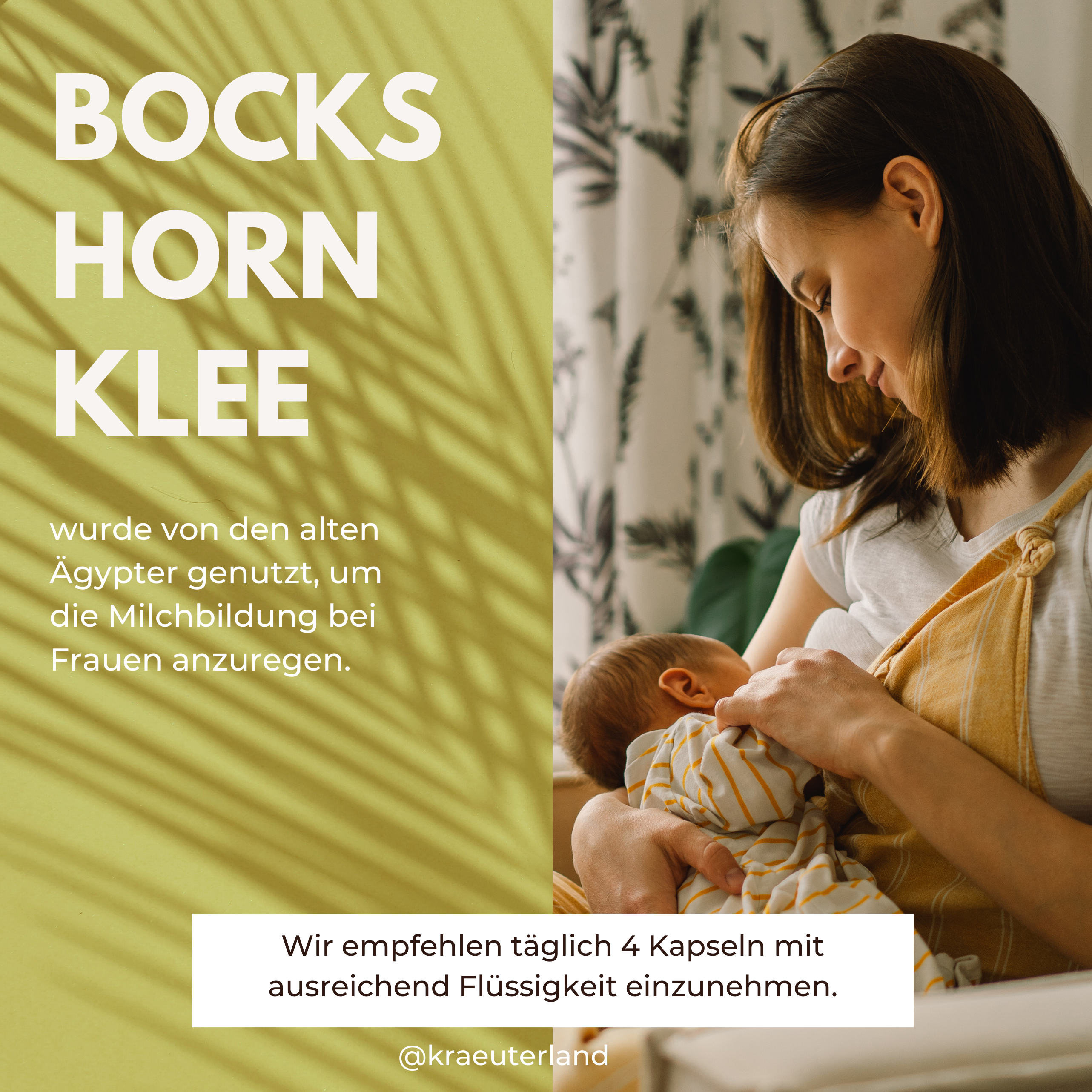 Neues Design für Bockshornklee Kapseln 240 Stück-dosierung Neues Design für Bockshornklee Kapseln 240 Stück