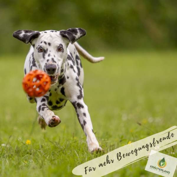 Bewegungsfreude für Hunde