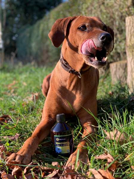 Schwarzkümmelöl für Hunde 500 ml Lifestylebild mit Hund Schwarzkümmelöl für Hunde 500 ml Lifestylebild mit Hund