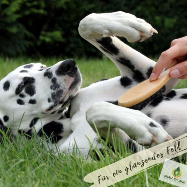 Gesundes Fell für Hunde