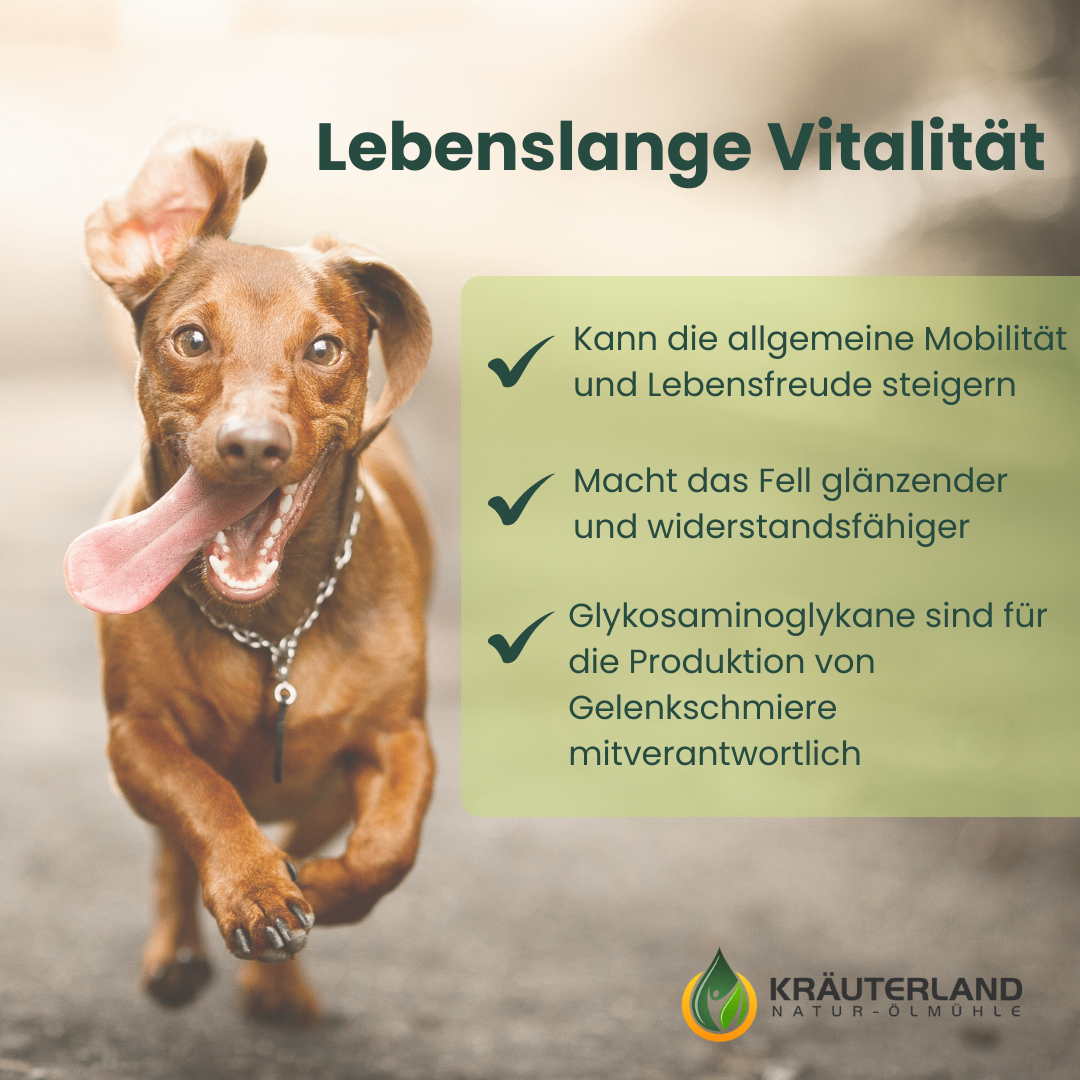 gruenlippmuschpulver-500g-hunde-vorteile Grünlippmuschel Pulver Hunde Vorteile