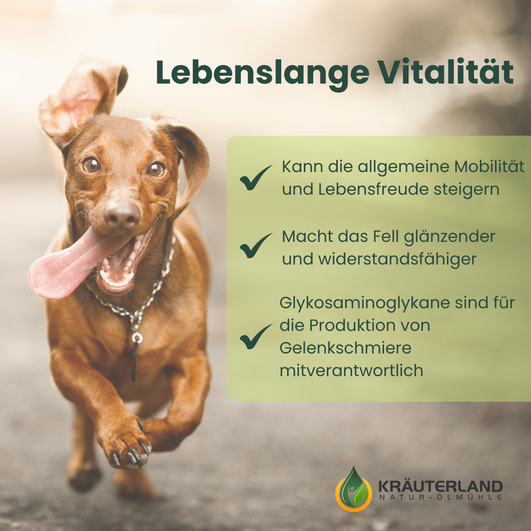 gruenlippmuschel-kapseln-hunde-vorteile Grünlippmuschel Kapseln für Hunde 300 Stück