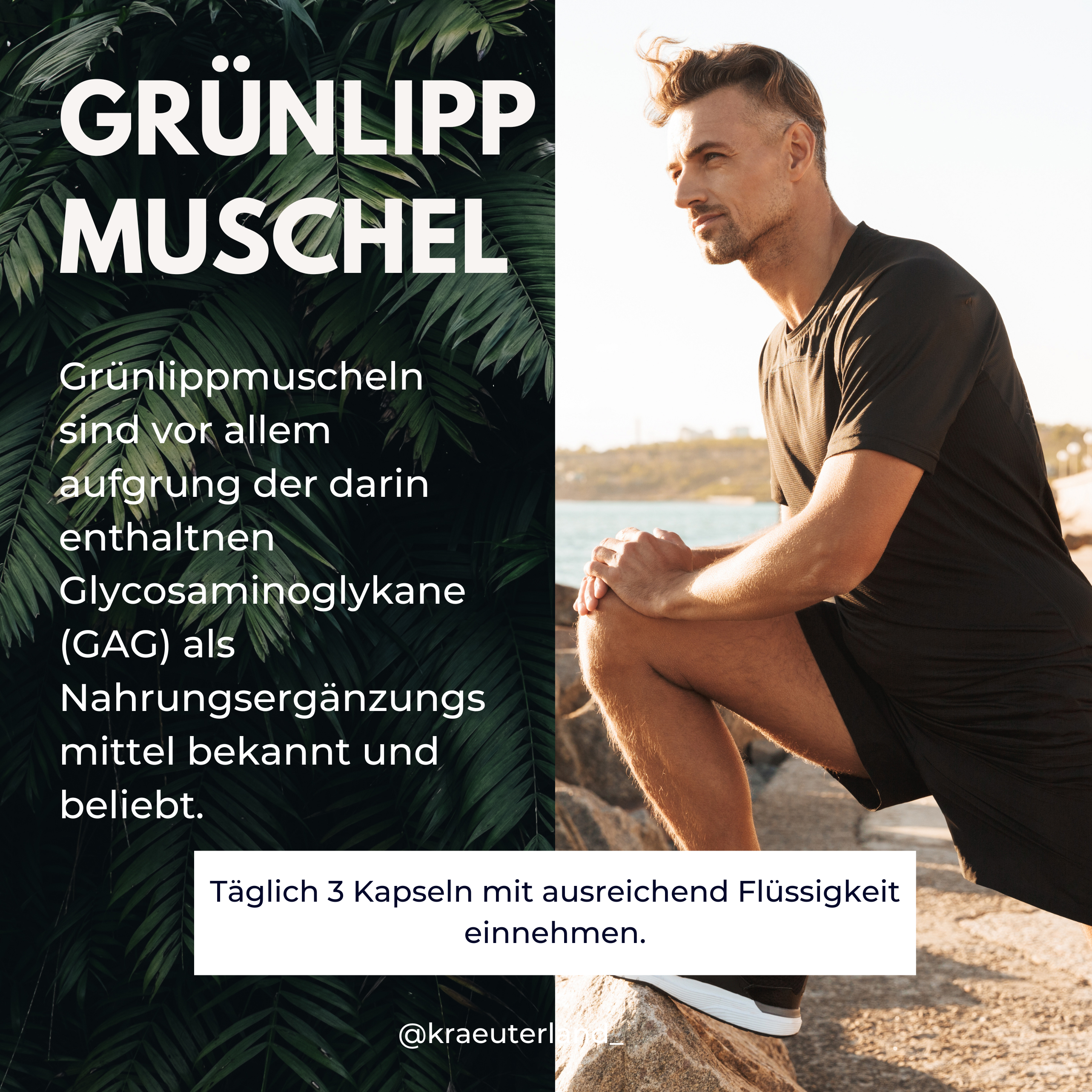 Vorteile von Grünlippmuschel Kapseln Vorteile von Grünlippmuschel Kapseln 180 Stück